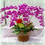 華堂祥瑞(7株)