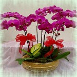 蝴蝶蘭(7株)