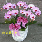 蝴蝶蘭(5株)