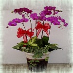 四季進財(5株)
