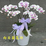 蝴蝶蘭