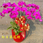 蝴蝶蘭(7株)