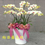 黃蝴蝶蘭(7株)