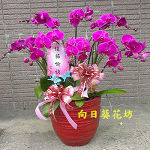 蝴蝶蘭(8株)