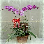 蝴蝶蘭(3株)
