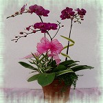 萬事亨通(3株)