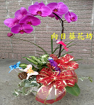 蝴蝶蘭