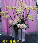 黃蝴蝶蘭(10株)