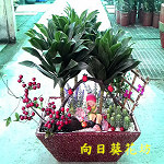 阿波羅盆栽