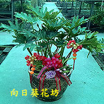 金吉進財