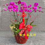 紅蝴蝶蘭(6株)